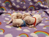 Pink, a female Maltese for sale in Bonney Lake, WA – Photo 4 of 7