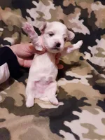 Pink, a female Maltese for sale in Bonney Lake, WA – Photo 9 of 9