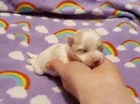 Pink, a female Maltese for sale in Bonney Lake, WA – Photo 3 of 7