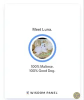 Maltese pink, a female Maltese for sale in Bonney Lake, WA – 7 of 7