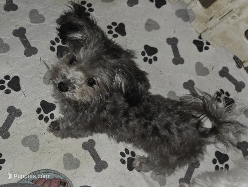 Pink collar (tea cup) – Maltipoo puppy for sale in Bonney Lake, WA