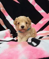Blue, a male Maltipoo for sale in Bonney Lake, WA – 1 of 10