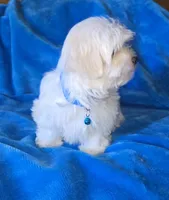Blue, a male Maltese for sale in Bonney Lake, WA – 4 of 5