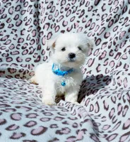 Boy blue, a male Maltese for sale in Bonney Lake, WA – 2 of 10