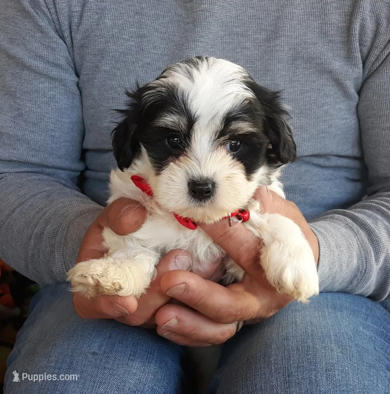 Red boy – Maltipoo puppy for sale in Bonney Lake, WA