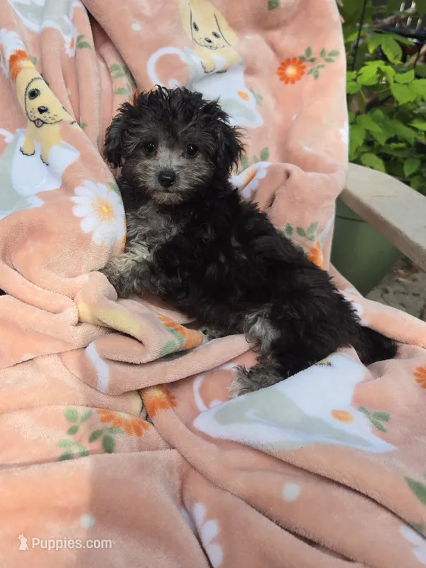 pink collar – Maltipoo puppy for sale in Bonney Lake, WA