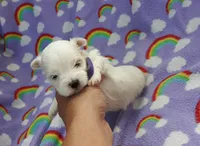 Maltese purple , a female Maltese for sale in Bonney Lake, WA – 3 of 7