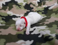 Maltese red, a female Maltese for sale in Bonney Lake, WA – 6 of 9