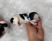 Blue boy, a male Maltipoo for sale in Bonney Lake, WA – 4 of 7