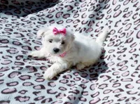 Girl pink, a female Maltese for sale in Bonney Lake, WA – 4 of 10
