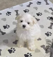 Girl pink, a female Maltese for sale in Bonney Lake, WA – 1 of 10