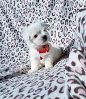 Boy red, a male Maltese for sale in Bonney Lake, WA – 3 of 10