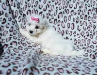 Girl pink, a female Maltese for sale in Bonney Lake, WA – 3 of 10