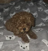 Bert, a male Poodle - Toy  for sale in Bonney Lake, WA – 2 of 4