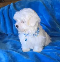 Blue, a male Maltese for sale in Bonney Lake, WA – 2 of 5