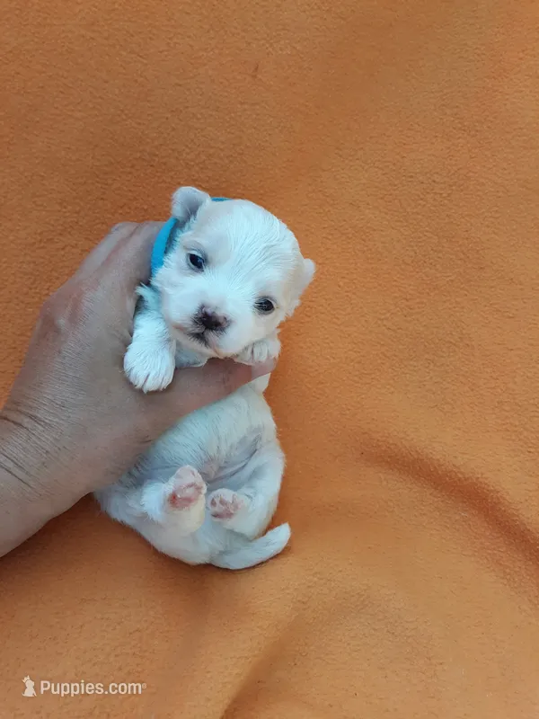 Maltese blue – Maltese puppy for sale in Bonney Lake, WA