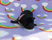 pink collar, a female Maltipoo for sale in Bonney Lake, WA – 1 of 7