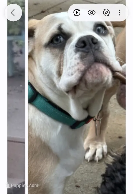 Clover – English Bulldog puppy for sale in Bonney Lake, WA