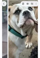 Clover, a female English Bulldog for sale in Bonney Lake, WA – 1 of 9