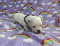 Maltese purple , a female Maltese for sale in Bonney Lake, WA – 4 of 7