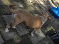 Clover, a female English Bulldog for sale in Bonney Lake, WA – 6 of 9