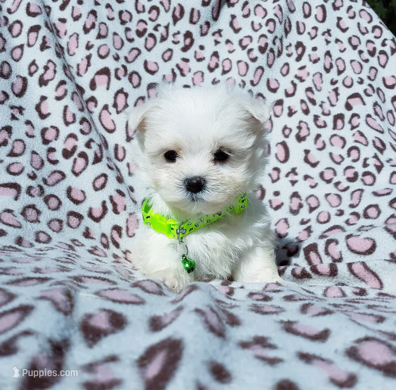 Boy green  – Maltese puppy for sale in Bonney Lake, WA