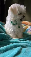 green collar, a male Maltese for sale in Bonney Lake, WA – 7 of 9