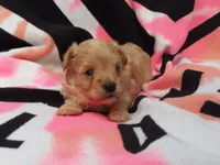 Pink, a female Maltipoo for sale in Bonney Lake, WA – 5 of 10