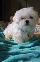 green collar, a male Maltese for sale in Bonney Lake, WA – 2 of 9