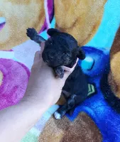 pink collar, a female Maltipoo for sale in Bonney Lake, WA – 5 of 10