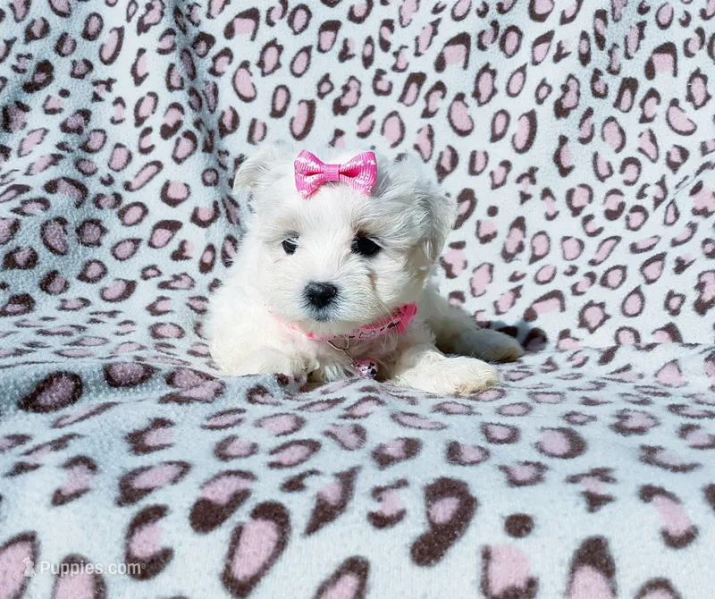 Girl pink – Maltese puppy for sale in Bonney Lake, WA