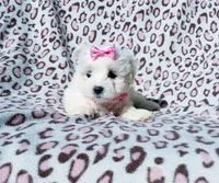Girl pink, a female Maltese for sale in Bonney Lake, WA – 2 of 10