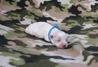 Maltese blue, a male Maltese for sale in Bonney Lake, WA – 4 of 9
