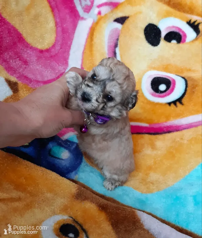 Purple Maltipoo , a female Maltipoo for sale in Bonney Lake, WA – 1 of 10