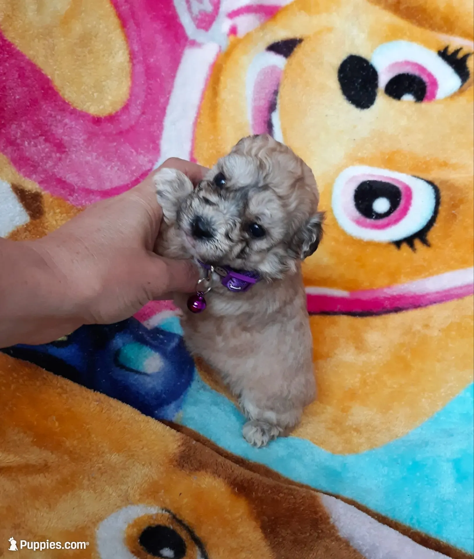 Purple Maltipoo , a female Maltipoo for sale in Bonney Lake, WA – 1 of 10