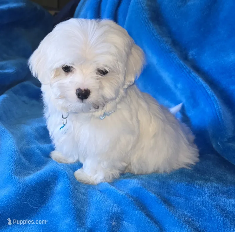 Blue – Maltese puppy for sale in Bonney Lake, WA
