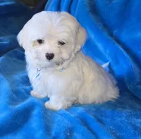 Blue, a male Maltese for sale in Bonney Lake, WA – 1 of 5