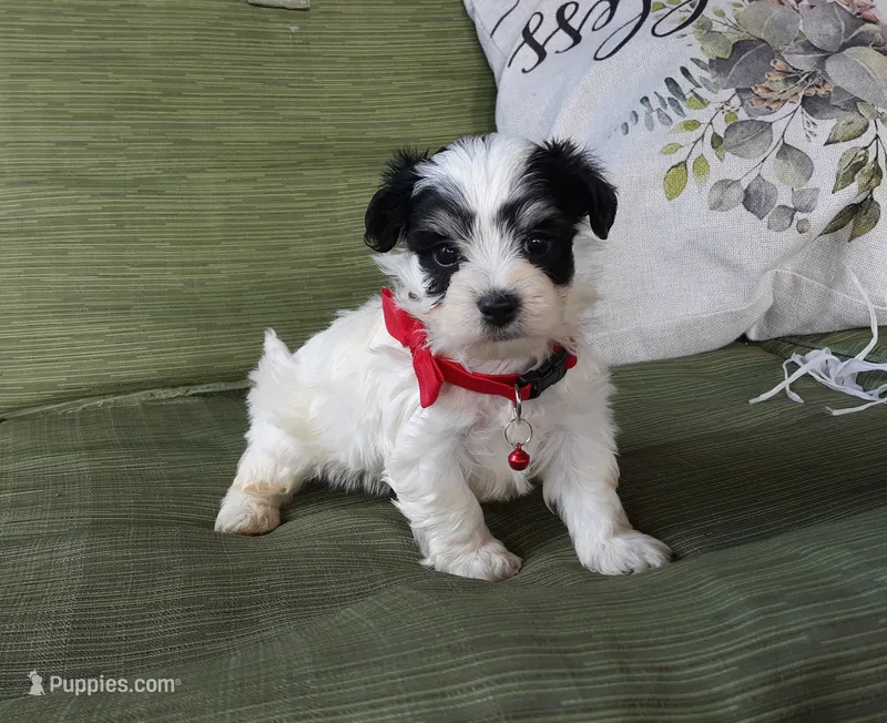 Red boy – Maltipoo puppy for sale in Bonney Lake, WA