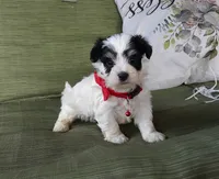 Red boy, a male Maltipoo for sale in Bonney Lake, WA – 1 of 10