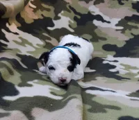 Blue  maltipoo, a male Maltipoo for sale in Bonney Lake, WA – 3 of 6