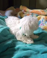 green collar, a male Maltese for sale in Bonney Lake, WA – 5 of 9