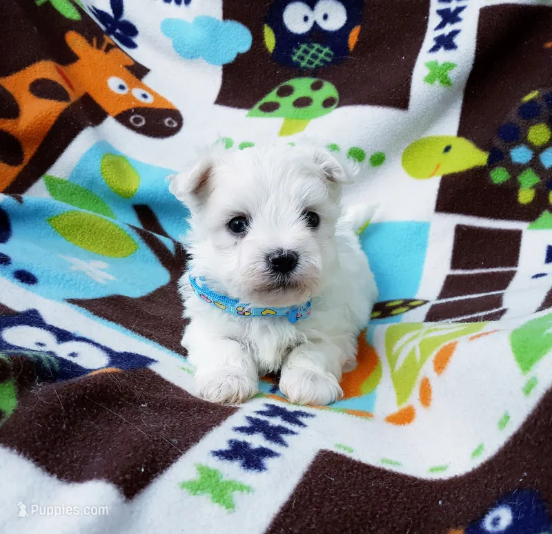 Maltese blue – Maltese puppy for sale in Bonney Lake, WA