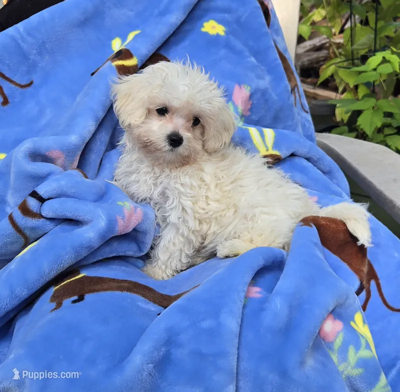 Yellow collar  – Maltipoo puppy for sale in Bonney Lake, WA