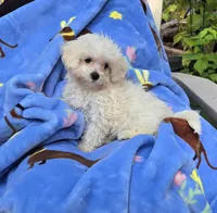 Yellow collar , a male Maltipoo for sale in Bonney Lake, WA – 1 of 10