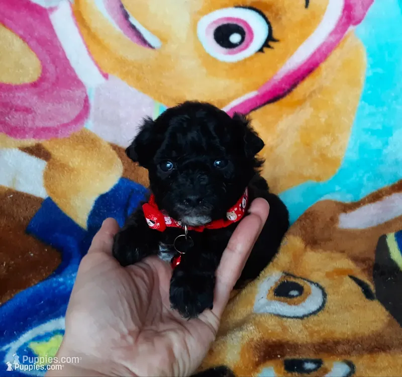 Red maltipoo  – Maltipoo puppy for sale in Bonney Lake, WA
