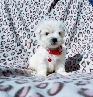 Boy red, a male Maltese for sale in Bonney Lake, WA – 1 of 10