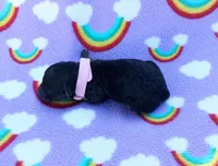 pink collar, a female Maltipoo for sale in Bonney Lake, WA – 4 of 7