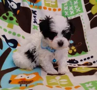 blue collar, a male Maltipoo for sale in Bonney Lake, WA – Photo 10 of 10