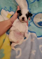 blue collar, a male Maltipoo for sale in Bonney Lake, WA – Photo 2 of 10