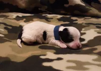 blue collar, a male Maltipoo for sale in Bonney Lake, WA – Photo 3 of 10